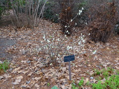 Chaenomeles × superba