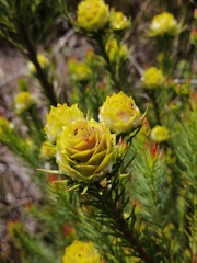 Leucadendron laxum