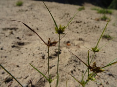 Cyperus houghtonii