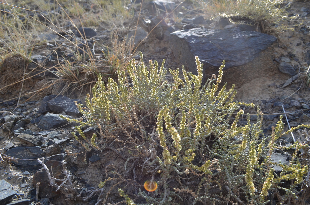 Salsola gemmascens