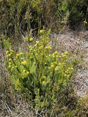Leucadendron laxum
