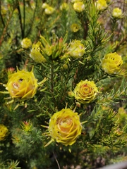 Leucadendron laxum