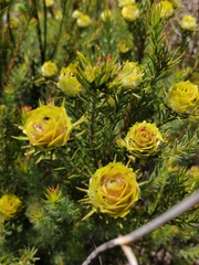 Leucadendron laxum
