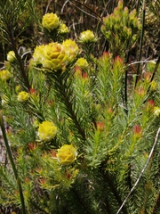Leucadendron laxum