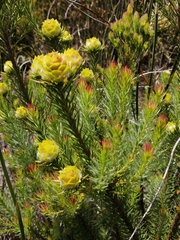 Leucadendron laxum