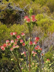Leucadendron laxum