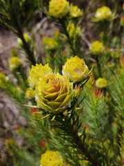 Leucadendron laxum