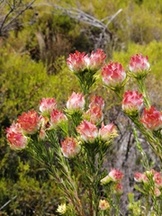 Leucadendron laxum