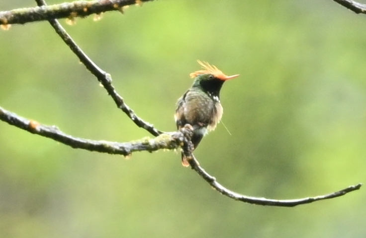 Rufous-crested Coquette (Lophornis delattrei), photo 3