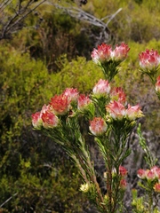Leucadendron laxum