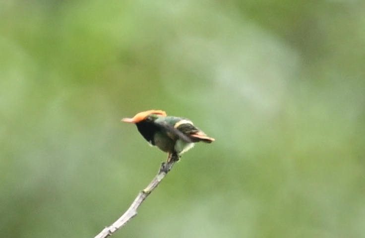 Rufous-crested Coquette (Lophornis delattrei), photo 4