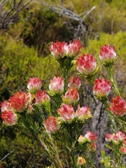 Leucadendron laxum