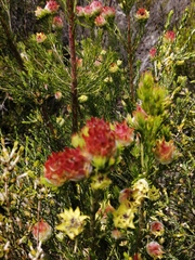 Leucadendron laxum