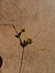Cyperus houghtonii