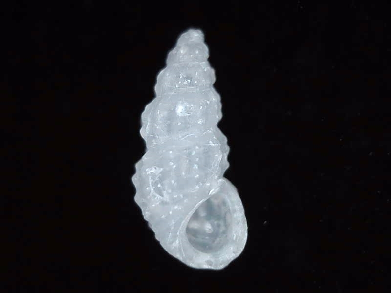 Lironobidae