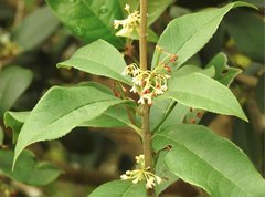 Osmanthus fragrans