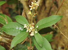Osmanthus fragrans