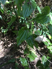 Stemona tuberosa
