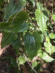 Stemona tuberosa