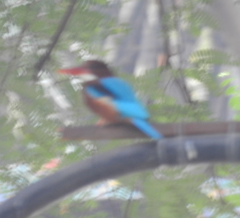 Halcyon smyrnensis