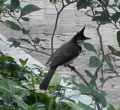 Pycnonotus jocosus
