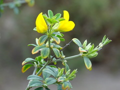 Genista tribracteolata