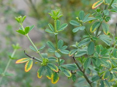 Genista tribracteolata