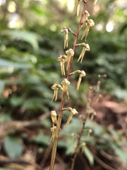 Neottia suzukii