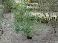 Genista tribracteolata