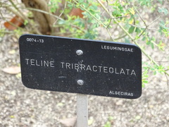 Genista tribracteolata