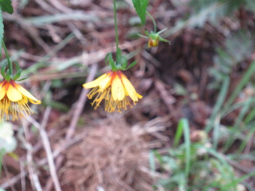 Bidens cosmoides observed 2026-01-20