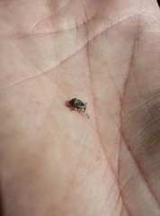 Eutyrhinus squamiger