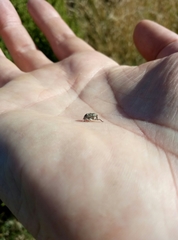 Eutyrhinus squamiger