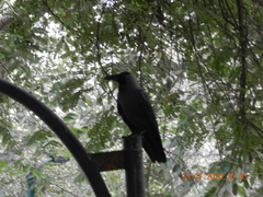 Corvus splendens