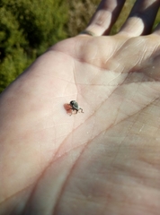 Eutyrhinus squamiger