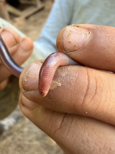 Hispaniola Worm Snake