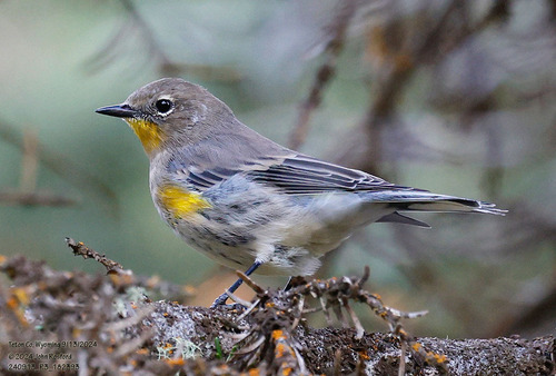 Yellow-rumped Warbler photographed in Wyoming