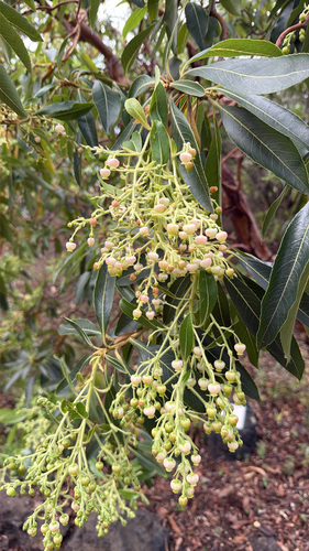 Arbutus canariensis, photograph 4