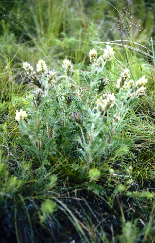 Hairy oxytrope (Oxytropis pilosa)