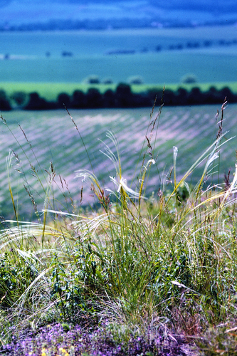 European Feather Grass (Stipa pennata)