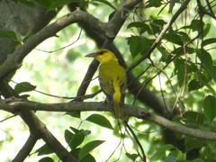 Oriolus chinensis diffusus