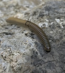 Ommatoiulus inconspicuus