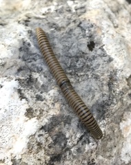 Ommatoiulus inconspicuus