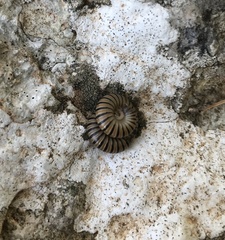 Ommatoiulus inconspicuus