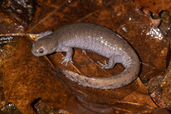 Streamside Salamander photo 1