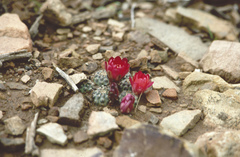 Aylostera pygmaea