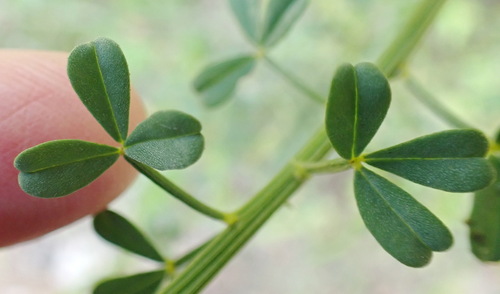 Diverse Indigo (Indigofera heterophylla)