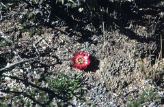 Aylostera pygmaea