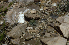 Aylostera pygmaea