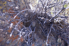 Aylostera pygmaea